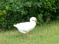 Timmy the Aylesbury Duck.jpg